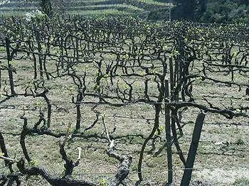 Quinta Da Casa Grande De Pinheiro *